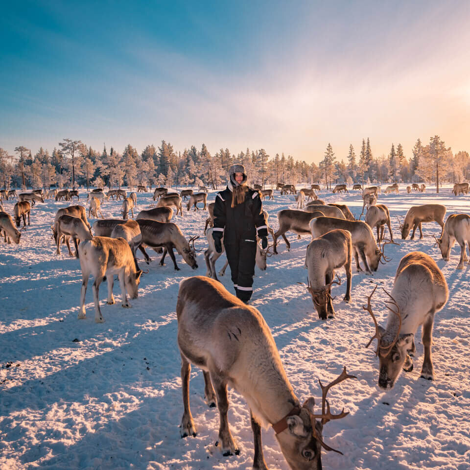 the best things to do in Lapland: visiting a traditional Sami reindeer farm