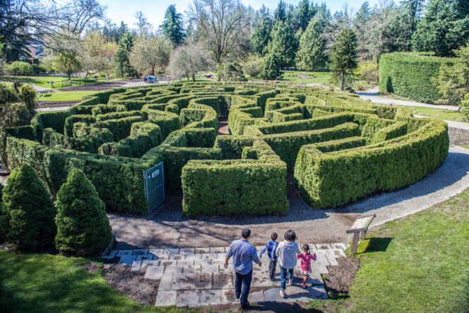 Family exploring the hege maze at Van Dusen Botanical Garden in Vancouver