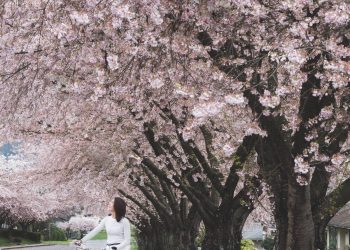 A woman walks her bike underneath cherry blossoms.